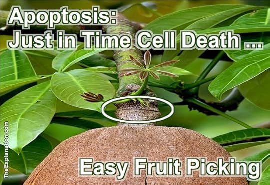 Apoptosis - chronobiology with just in time cell death allows severing of fruit from stem for easy picking.