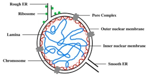 Cell shape and size is overseen by the lamina, filaments that support the inner cellular membrane.