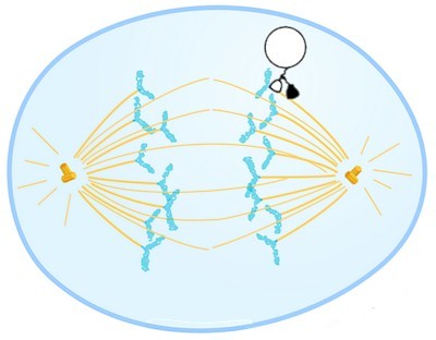 Mitosis with a 'walking protein' walking along a spindle carrying the chromosome to the 'end-zone' centriole.