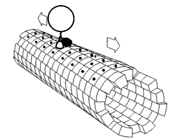 Machine proteins walking and carrying chromosomes along the tubules to the centrioles during mitosis, the dividing of a cell in two.