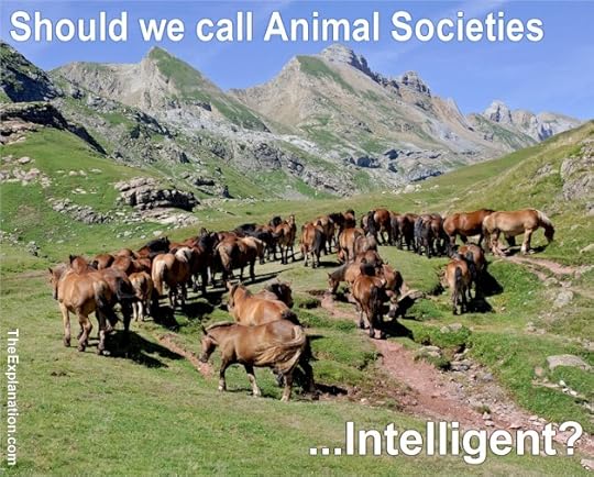 Animal Societies - Ants, Apes Fish, Horses and even Bacteria Organize their own Communities to obtain Favors and Benefits.
