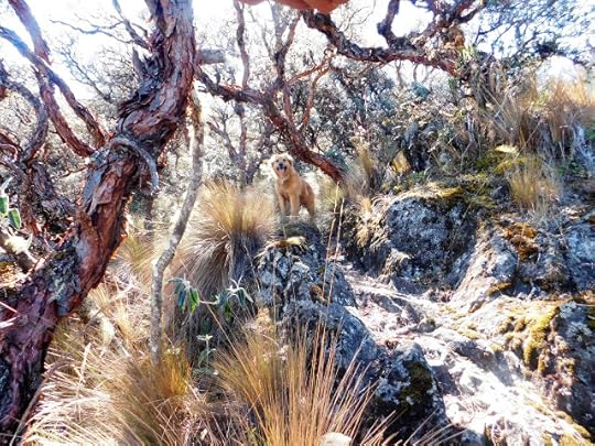 Among Trees and Rocks