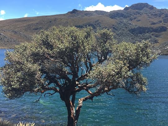 Tree By Lake