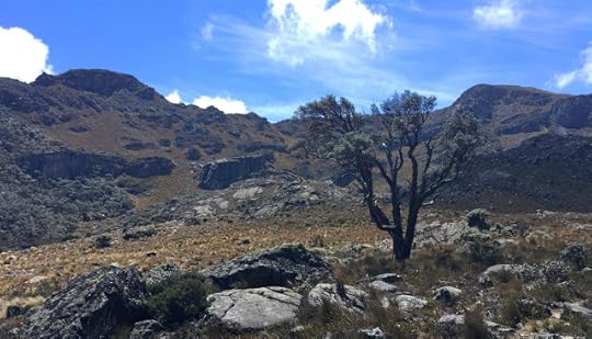 Tree Before Ridgeline