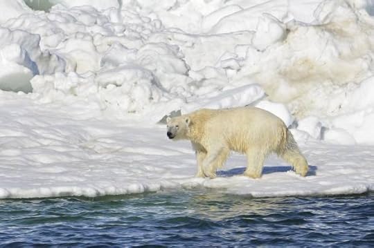 Polar Bears Land Food