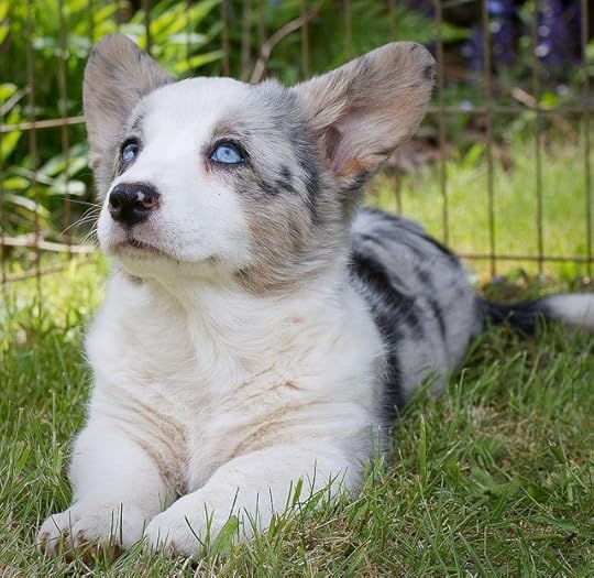 Cardigan Welsh Corgi