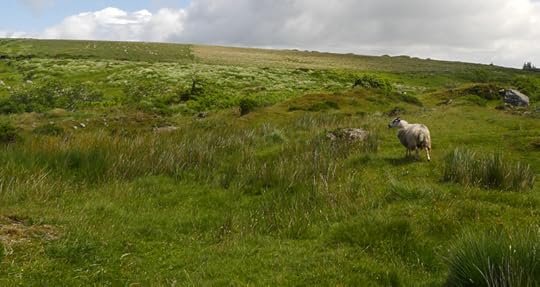 Dartmoor sheep