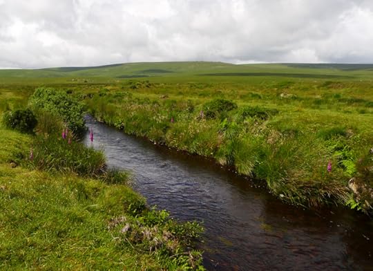 A tributary of the Teign