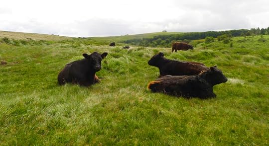 Dartmoor cows