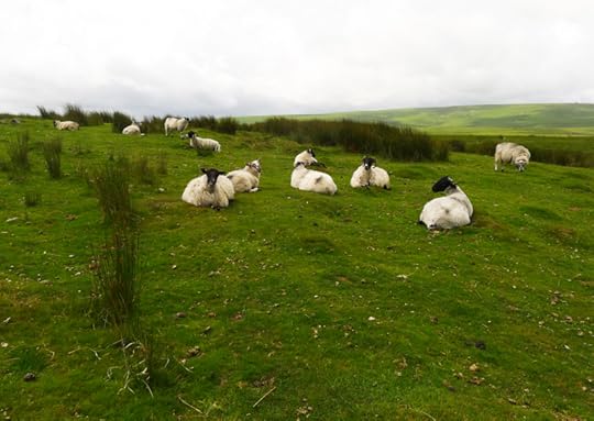 Dartmoor sheep