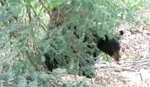 bear photo