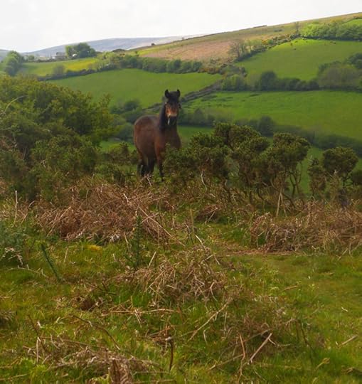 Dartmoor pony