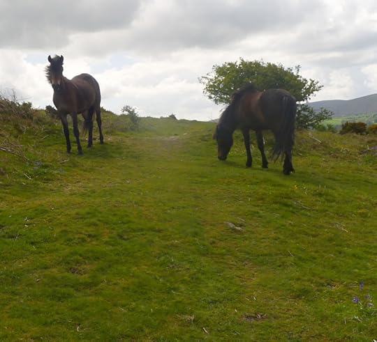 Dartmoor ponies