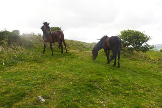Dartmoor ponies