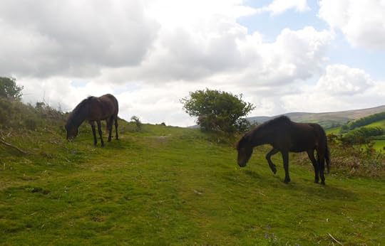 Dartmoor ponies