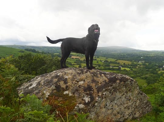 Dartmoor dog