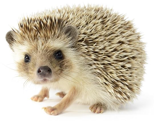 Follow Your Passion: Hedgehog