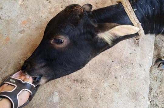 india-cow-licking-foot