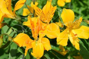 Yellow lilies with water drops