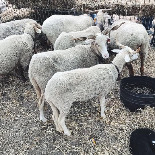 bênção do gado por são mamede