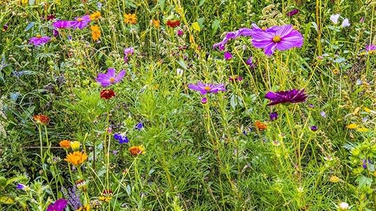 flower-meadow-2639062_1920.jpg