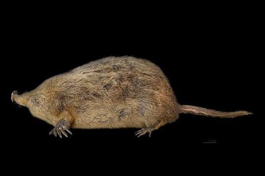 1024px-Condylura_cristata_MHNT.INS.6
