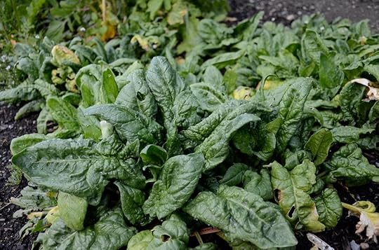 Overwintered spring spinach