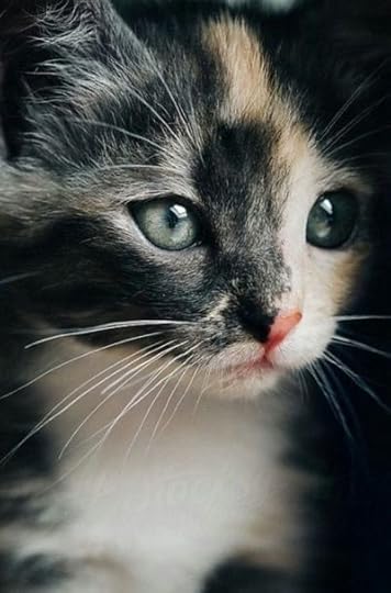 Image result for pinterest cats