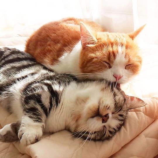 Image result for pinterest cats