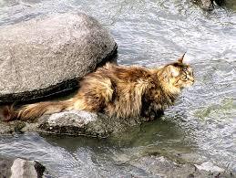 Image result for cats in forest