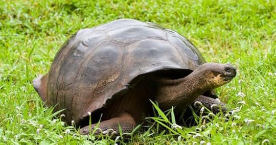 turtle feedback