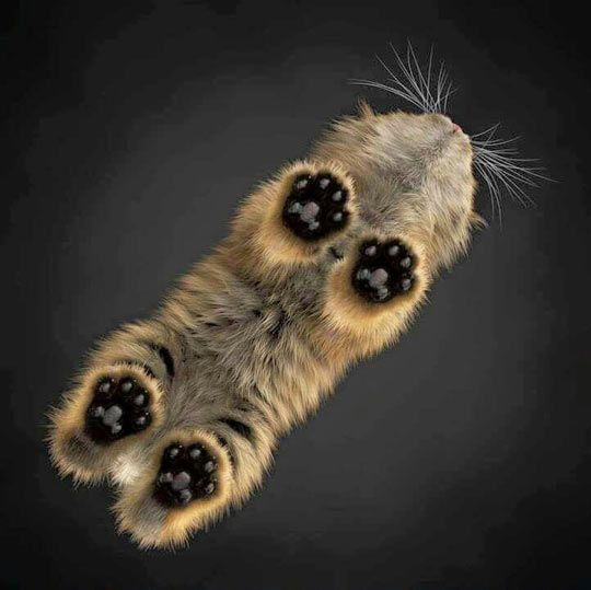 Image result for pinterest cats