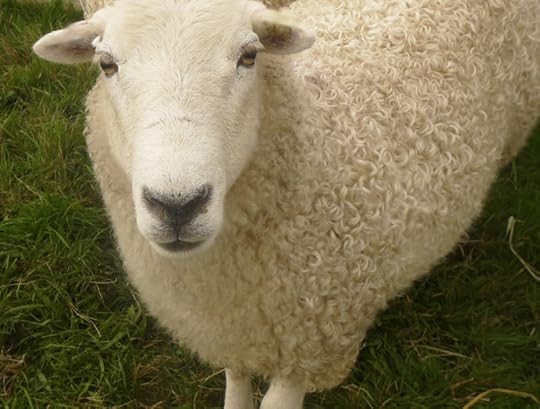 Sheep at Chagford Show