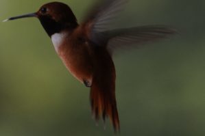 Hummingbird 