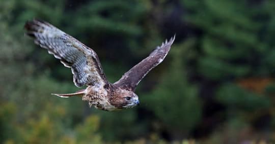 boss hovering like a hawk