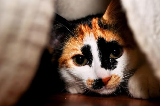 Image result for fear cat