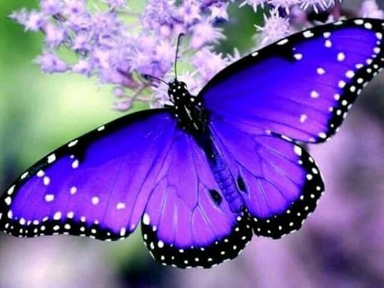 Image result for butterflies