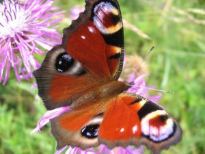 Tara Heavey, new novel Flame