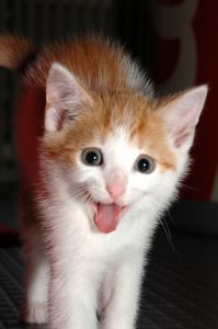 The big reveal, photo by Ines, sxc stock images