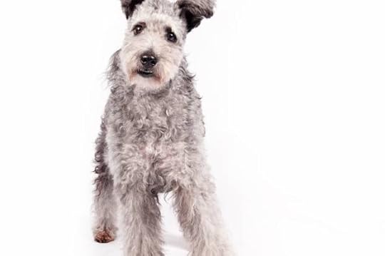 Dogs-New Breed