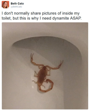 ToiletScorpion
