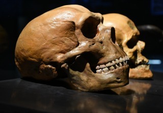 Neanderthal skull