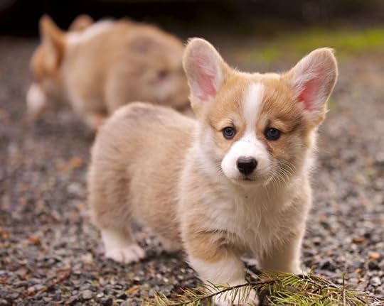 Image result for dogs