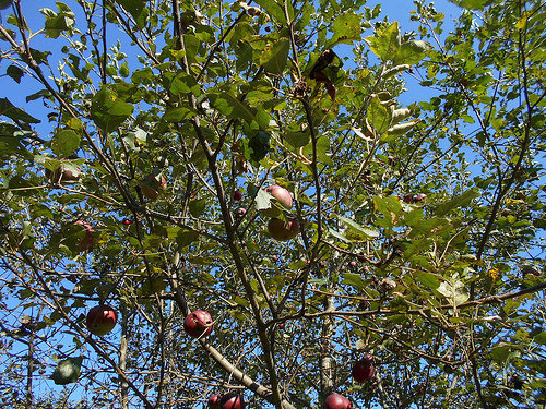 apples