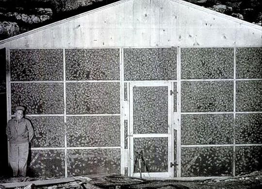 bat bombs house