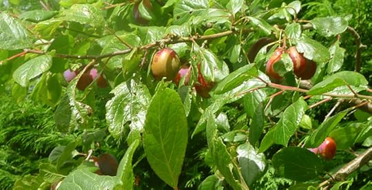 The studio's plum tree