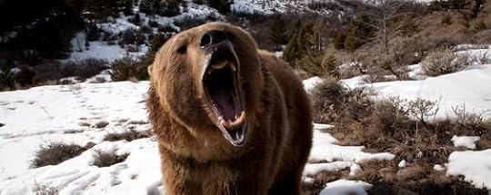 angry bear in the snow