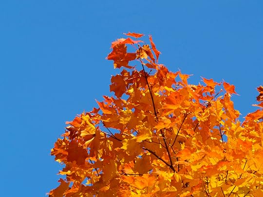 [Fall Leaves -- LEGAL USE OF THIS PHOTO LICENSED AND SECURED VIA DREAMSTIME - July 2014]