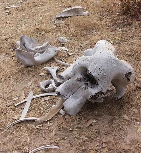 elephant skeleton