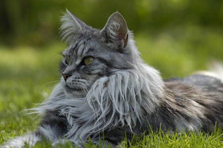 Image result for Silver tabby mainecoon